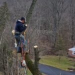 Velasquez Tree Services (1)