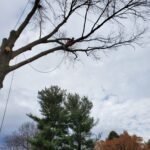 Velasquez Tree Services (4)