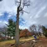 Velasquez Tree Services (5)