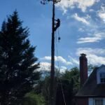 Velasquez Tree Services (6)